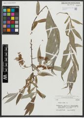 Foto von Salix alba L.